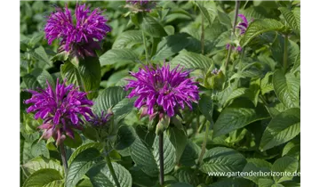 Gartenbaumschule Becker