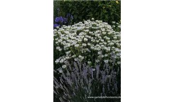 Gartenbaumschule Becker