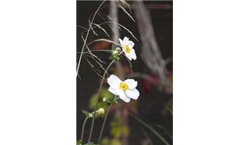 Gartenbaumschule Becker