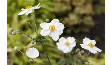 Gartenbaumschule Becker