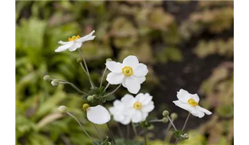 Gartenbaumschule Becker