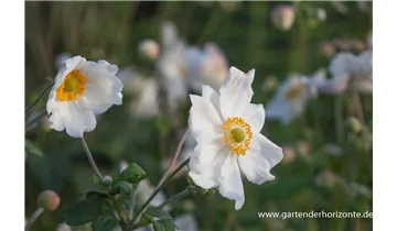 Gartenbaumschule Becker