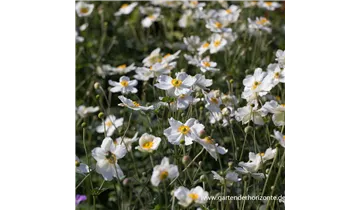 Gartenbaumschule Becker