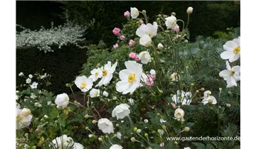 Gartenbaumschule Becker