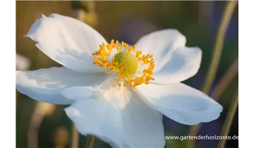 Gartenbaumschule Becker