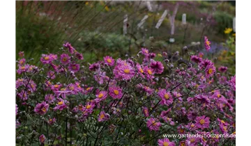 Gartenbaumschule Becker