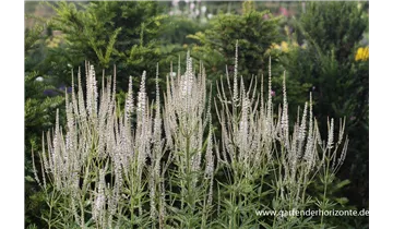 Gartenbaumschule Becker