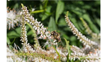 Gartenbaumschule Becker