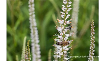 Gartenbaumschule Becker