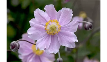 Gartenbaumschule Becker