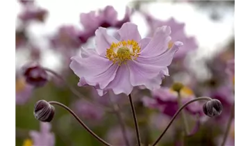 Gartenbaumschule Becker
