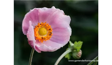 Gartenbaumschule Becker