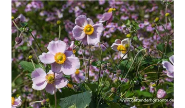 Gartenbaumschule Becker