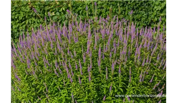Gartenbaumschule Becker
