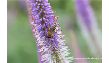 Gartenbaumschule Becker
