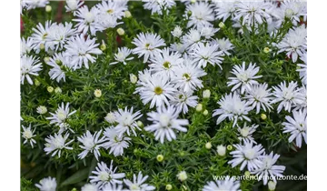 Gartenbaumschule Becker