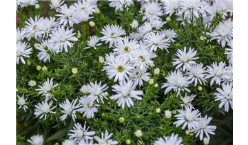 Gartenbaumschule Becker