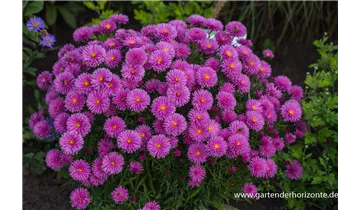 Gartenbaumschule Becker
