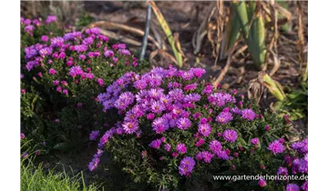 Gartenbaumschule Becker