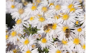 Gartenbaumschule Becker