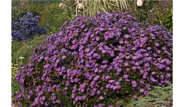 Gartenbaumschule Becker