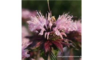 Gartenbaumschule Becker