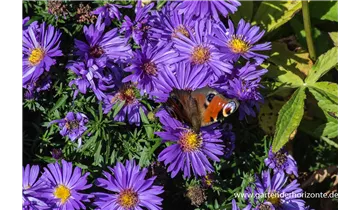 Gartenbaumschule Becker