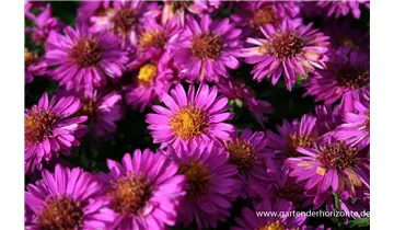 Gartenbaumschule Becker