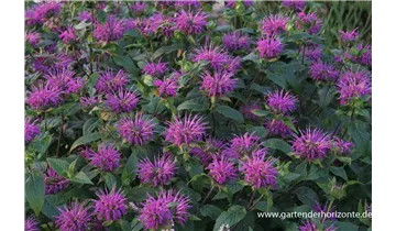 Gartenbaumschule Becker