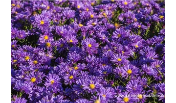 Gartenbaumschule Becker