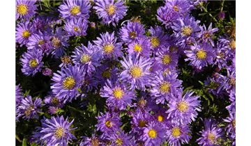 Gartenbaumschule Becker