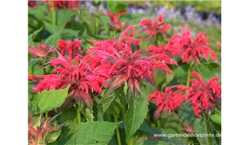 Gartenbaumschule Becker