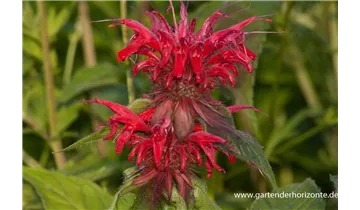 Gartenbaumschule Becker