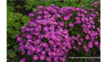 Gartenbaumschule Becker