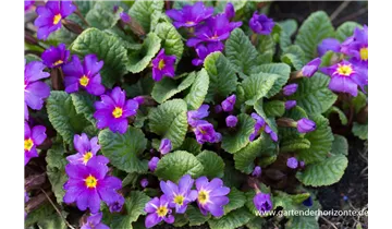 Gartenbaumschule Becker