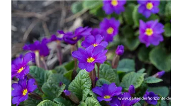 Gartenbaumschule Becker