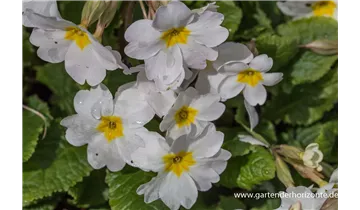 Gartenbaumschule Becker