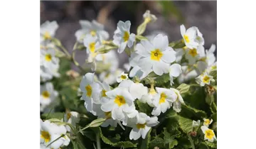 Gartenbaumschule Becker