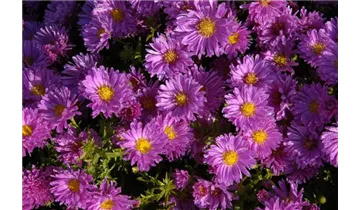 Gartenbaumschule Becker