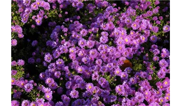 Gartenbaumschule Becker