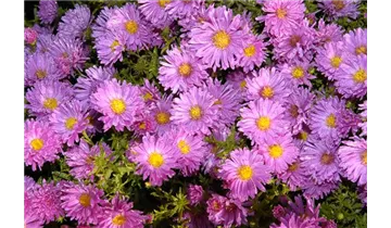 Gartenbaumschule Becker