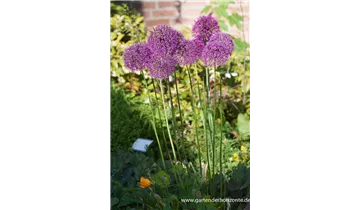 Gartenbaumschule Becker