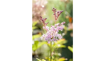Gartenbaumschule Becker