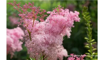 Gartenbaumschule Becker