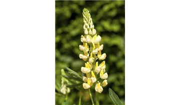 Gartenbaumschule Becker