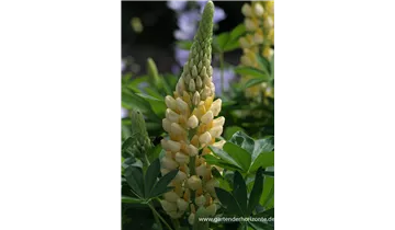 Gartenbaumschule Becker