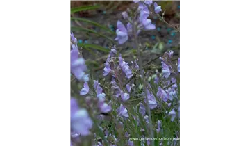 Gartenbaumschule Becker