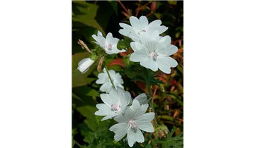 Gartenbaumschule Becker