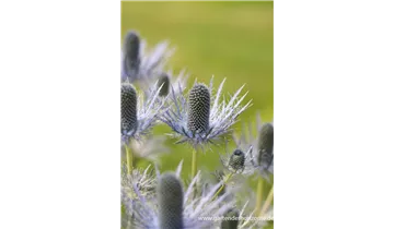 Gartenbaumschule Becker