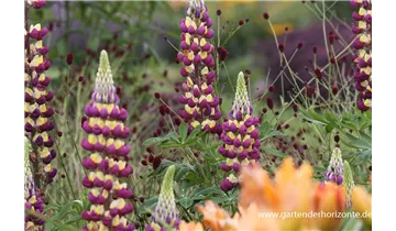 Gartenbaumschule Becker